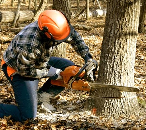 Tree Removal in Ewen, MI